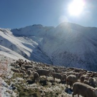 Fotoalbum Alp Bergün