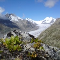 Fotoalbum Eggishorn/Aletsch