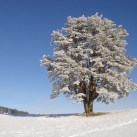 Fotoalbum Naturverbunden