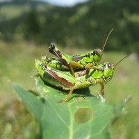 Fotoalbum Stilleben & Tiere