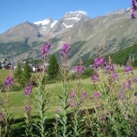 Fotoalbum Summer time Saas-Fee 2010