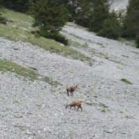 Fotoalbum Surenenpass 2291 m