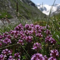 Fotoalbum Zervreilahorn/Surselva