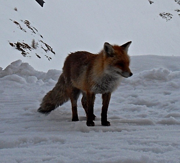 Andere halten sich einen Hund oder eine Katze Im Schwarenbach fuehlt sich