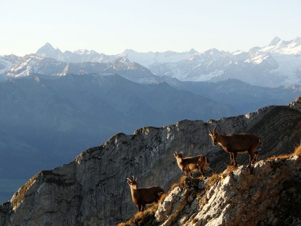 Pilatus Nach Haengifeld vor Esel very early in the morning