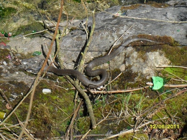 Ringelnatter Vierwaldstaettersee