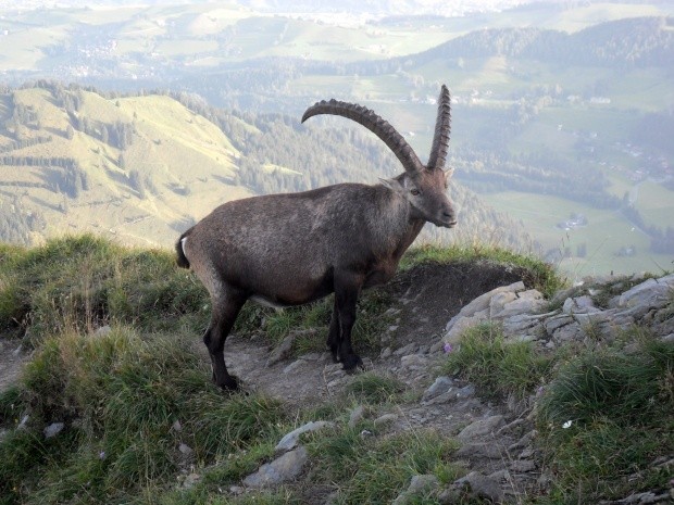 Steinbock Richtung Widderfeld