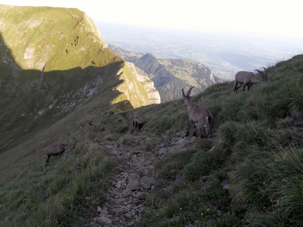 Steinboecke