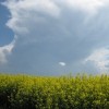 Rapsfeld auf Velotour